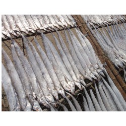 黄海带鱼常年供应南黄海海鲜