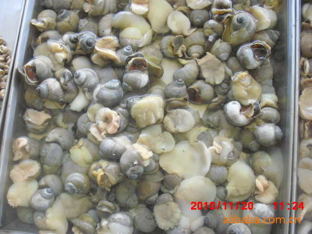 供应灰螺、海鲜贝类、海鲜批发、海鲜螺类批发