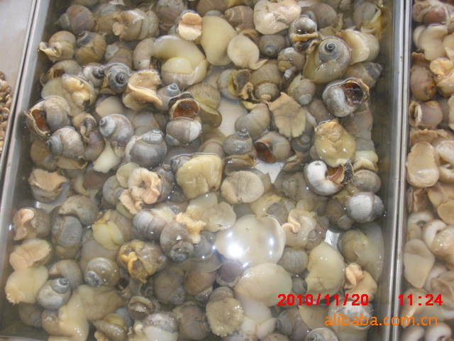 供应灰螺、海鲜贝类、海鲜批发、海鲜螺类批发