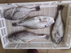 北部湾大马面鱼/剥皮鱼，单条2kg左右