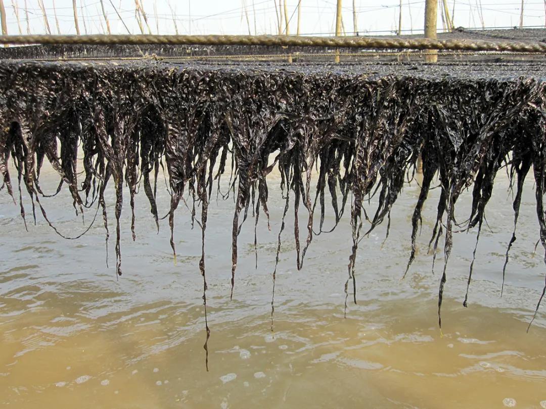 海藻素材-海藻图片-海藻素材图片下载-觅知网