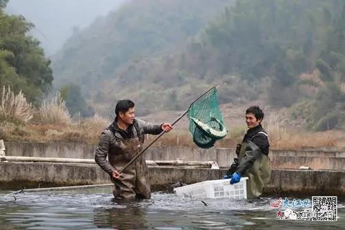 江西省抚州市宜黄：引来山泉水 养出生态鱼（图）