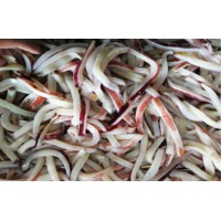 鱿鱼大肉红边颈圈印度洋秘鲁赤道阿根廷鱿鱼