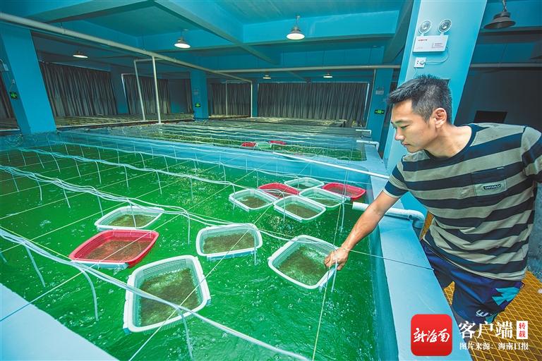 文昌冯家湾现代化渔业产业园推动水产养殖业发展转型升级