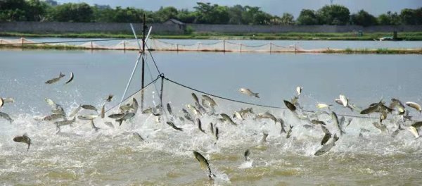 四川2地拟入选首批国家级水产健康养殖和生态养殖示范区