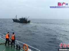 福建漳州海警查获3起非法捕捞水产品案 查获海马12000余尾